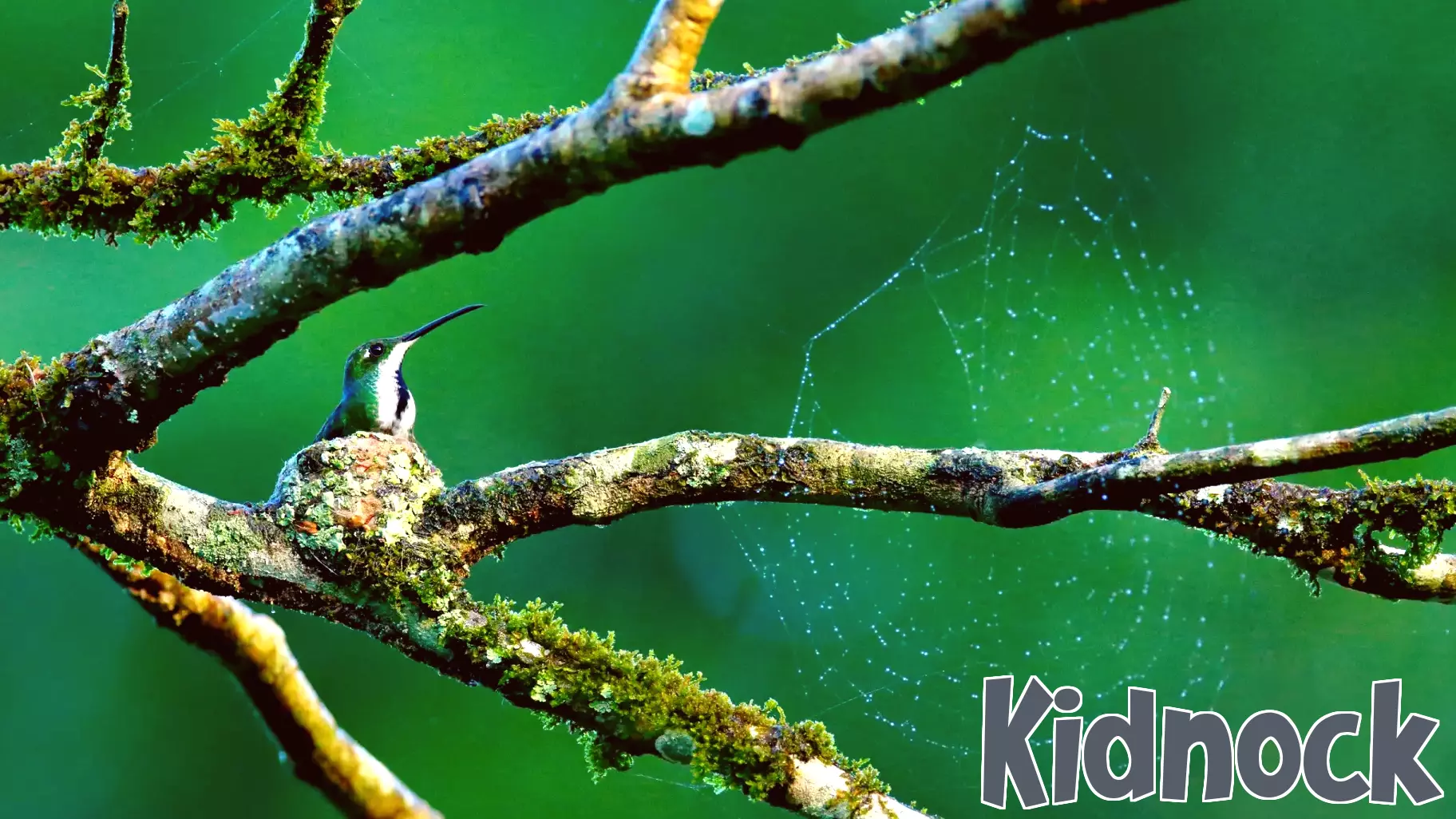 A Look Inside the Nest: Female Birds and Parenting