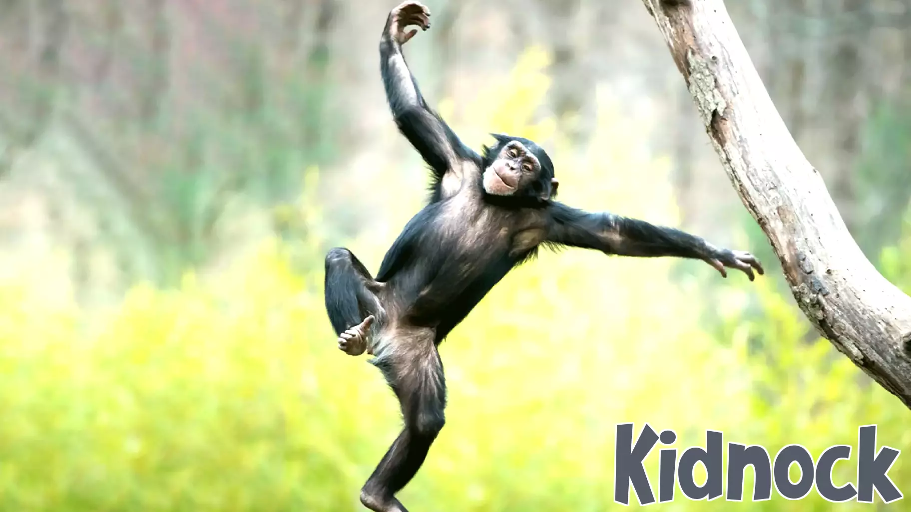 Insights from Chimpanzees on Human Parenting Practices