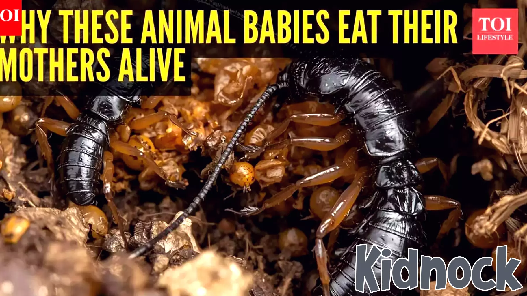 The Harsh Reality of Animal Parenting: Offspring as a Last Resort