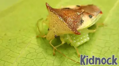 Protective Parenting in Bugs: A New Egg Shape Emerges