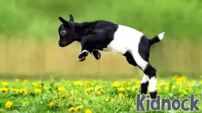 The Exemplary Patience of a Goat Mom as Her Kid Climbs Over Her